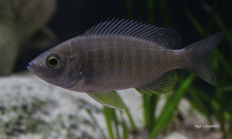 Copadichromis sp. 'flavimanus lundu' Lundu